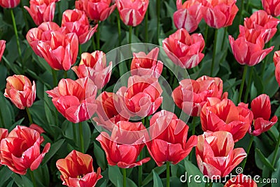 Spring red tulips Editorial Stock Photo