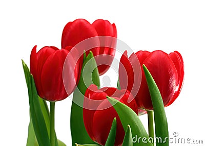 Red tulips close-up Stock Photo