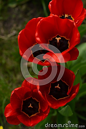 Red tulips close up on a background of green grass. View from the top. Beautiful red flowers. Stock Photo