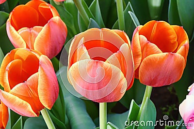 Red tulips, close up Stock Photo