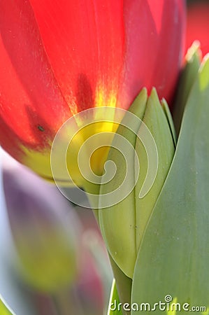 Red tulips detail Stock Photo