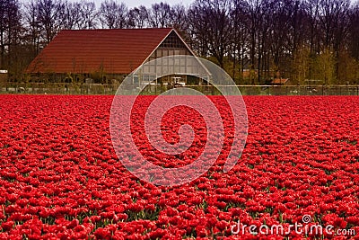 Red tulips everywhere Stock Photo