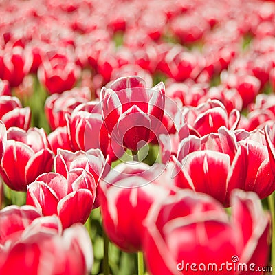Red tulips field Stock Photo