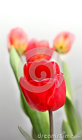 Red tulips flower bouquet. Nature vertical background Stock Photo
