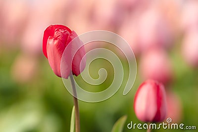 Red tulips flowerbed blue sky Stock Photo