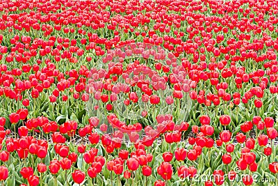 Red Tulips, endless rows with vivid red tulips on field in spring in South Holland, Netherlands Stock Photo