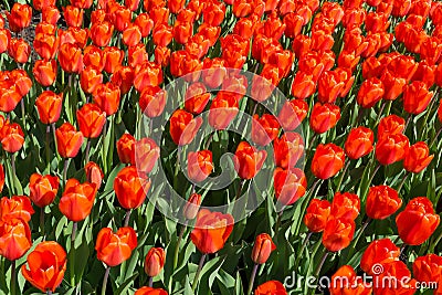 Red tulips flowers Stock Photo