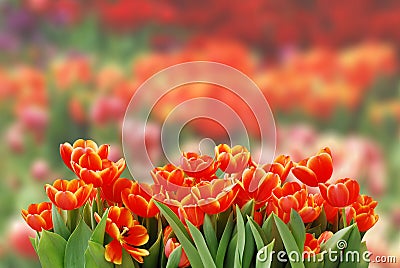 Red Tulips Stock Photo