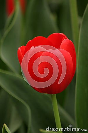Red Tulips in a garden with green Stock Photo