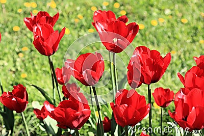 Red tulips, grass and dandelions Stock Photo
