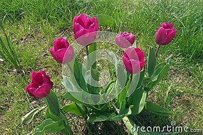 red tulips and green lawn Stock Photo