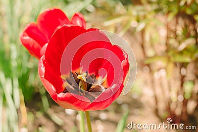 Red tulips grow in spring garden on bright sunny day. Floriculture and horticulture Stock Photo