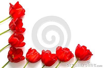 Red tulips. Holidays Flower background Stock Photo