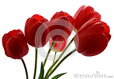 Red Tulips Stock Photo