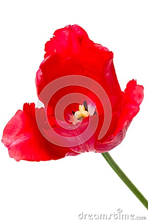 Red tulips isolated on white Stock Photo