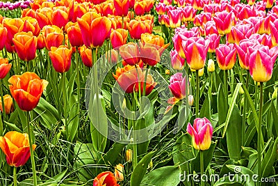 Red tulips park Keukenhof - flower garden, Holland Stock Photo