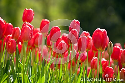 Red tulips in Spring Stock Photo