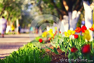 Red tulips in spring city Stock Photo