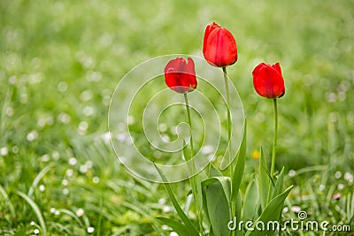 Red Tulips Stock Photo