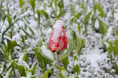 Red tulips under the snow Stock Photo