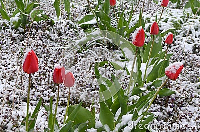 Red tulips under the snow Stock Photo