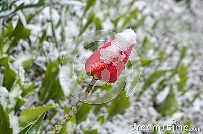 Red tulips under the snow Stock Photo