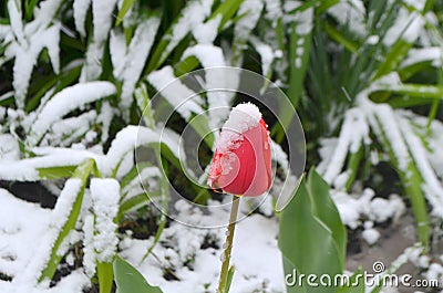 Red tulips under the snow Stock Photo