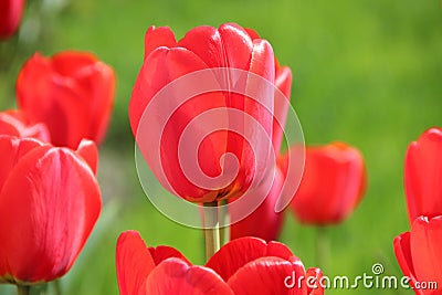 Red Tulips under a sunny sky on green grass background Stock Photo