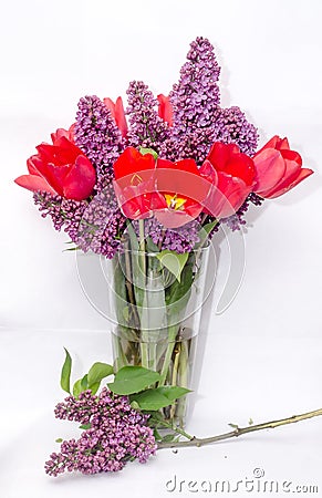 Red tulips and violet Syringa vulgaris Stock Photo