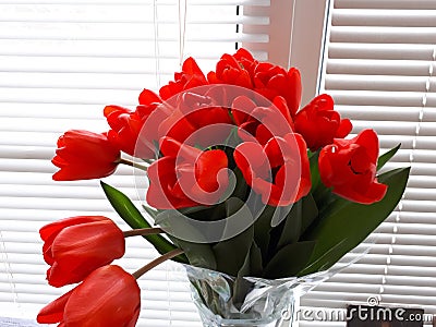 Red tulips white blinds on the Windows Stock Photo