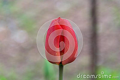 Red tuliup close up Stock Photo