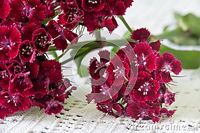 RED TURKISH CARNATION CLOSE TABLE FLOWER Stock Photo
