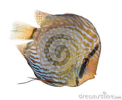 Red Turquoise Discus (fish) - Symphysodon aequifas Stock Photo