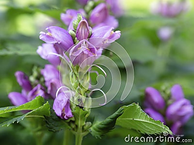 Red turtlehead blooming in a garden Stock Photo