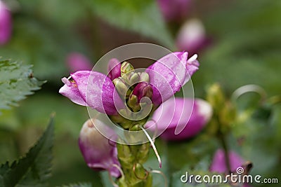 Red turtlehead Chelone obliqua Stock Photo