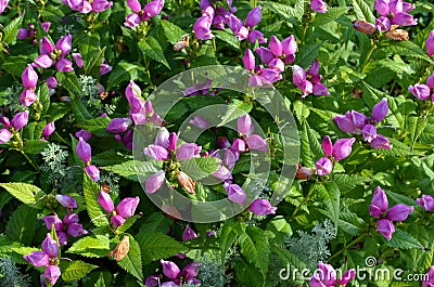 Red Turtlehead Flowers Chelone obliqua blooming in a park garden on august sunny day, pink flowers blossom, floral background Stock Photo