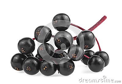 Red twig of European black elderberry fruit isolated on white background, front view. Sambucus. Dwarf elder Stock Photo