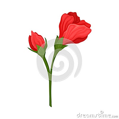 Red Unbudded Hibiscus Flower. Tropical Flower Stem Vector Illustration Vector Illustration