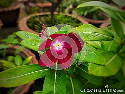 Red Unknown Flower. Device: Samsung Galaxy M21 Stock Photo