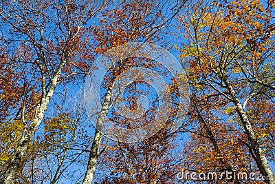 red uplifted autumn trees on a blue sky background Stock Photo
