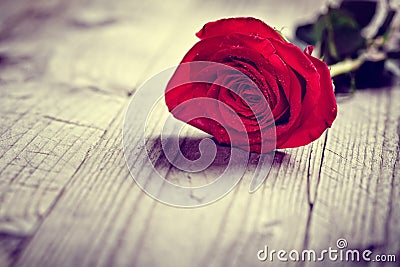 Red valentine rose Stock Photo