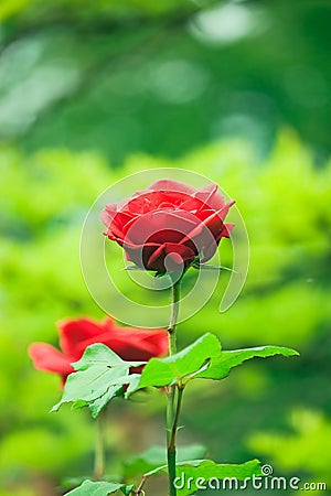 Red valentine roses Stock Photo