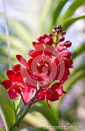 Red Vanda orchid flowers bloom beautifully on a tree. Stock Photo