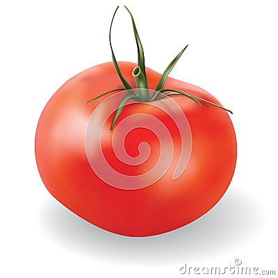 Vector tomato isolated on white background Vector Illustration