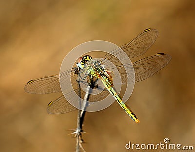 Red-veined Darter dragonfly - Sympetrum fonscolombii perching on a twig, Portugal. Stock Photo