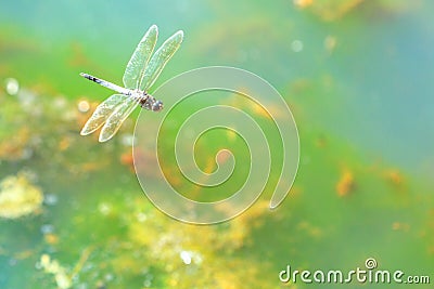 Red-veined Dropwing Dragonfly Stock Photo