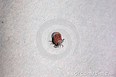 Red velvet mite or rain bug Trombidiidae Stock Photo