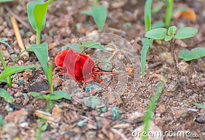 Red Velvet Mite Trombidiidae Species moving on the ground Stock Photo
