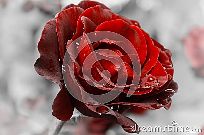 Red velvet rose Stock Photo