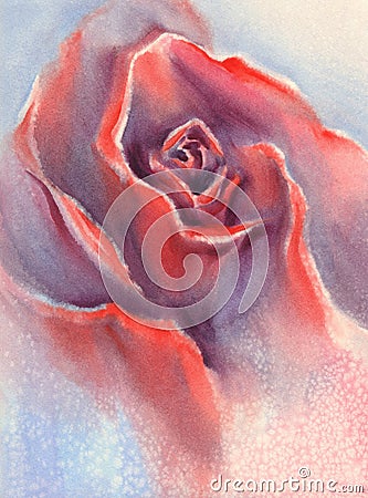Red velvet rose watercolor Stock Photo
